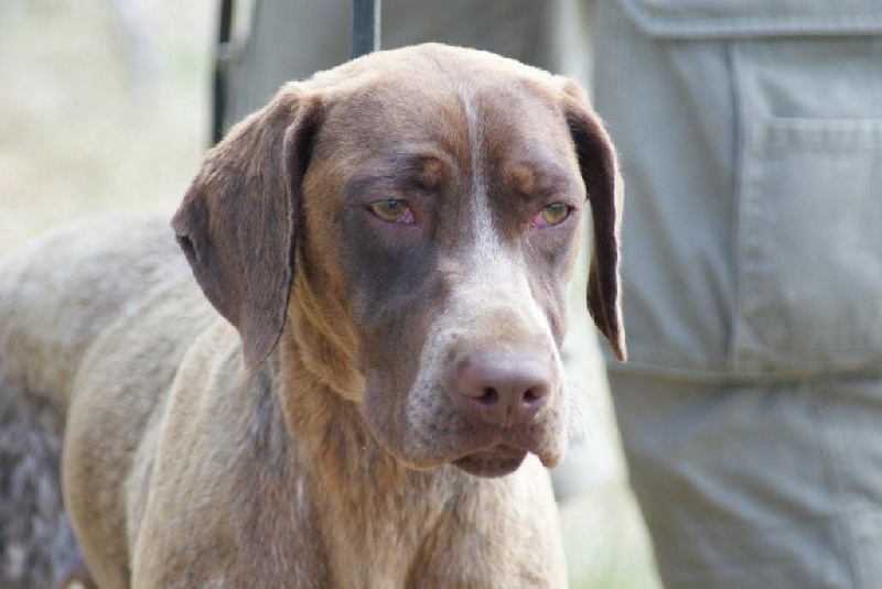 Ella des Bécassiers de Guillaume